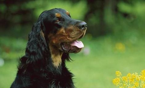 戈登雪达犬为何经常“搞破坏”？戈登雪达犬为何经常“搞破坏”？