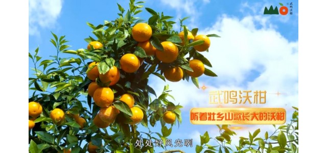 武鸣沃柑的品牌升级之路：壮乡文化赋能品牌